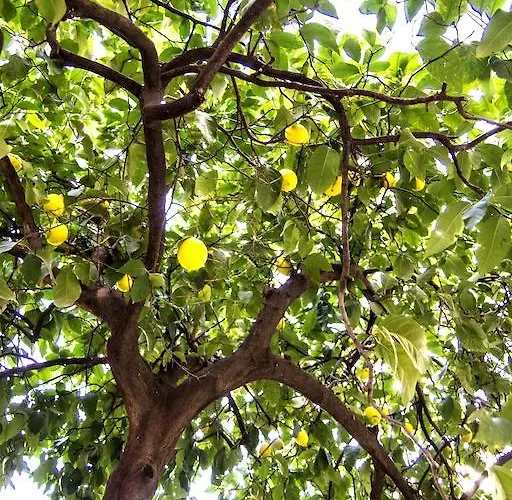 Il Limone A San Pietro - Vatican * רומא